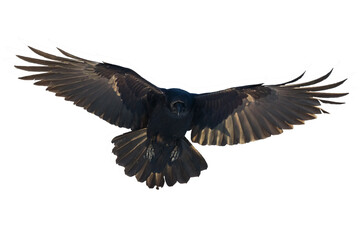 Birds flying raven isolated on white background Corvus corax. Halloween - black flying bird...