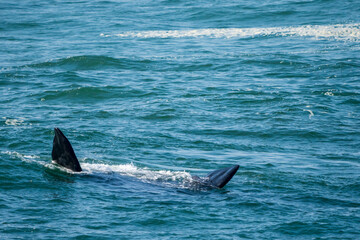 Fototapeta premium Southern right whale (Eubalaena australis) pectoral fins. Hermanus, Whale Coast, Overberg, Western Cape, South Africa.