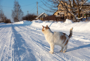 The cat is walking on a snowy road.