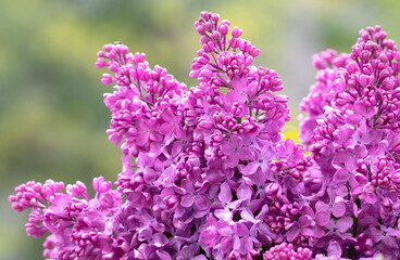 Beautiful lilac flowers in nature.