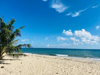 beach with palm trees