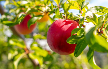 Ripe red plum on tree branches in summer.