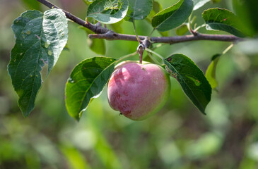 Ripe red apples on the branches of a tree.
