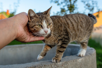 Caressing a cat with a hand in nature.