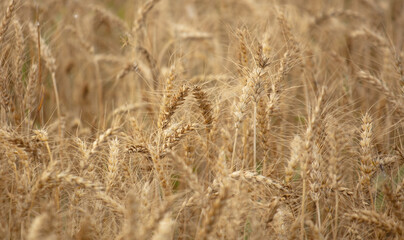 Ripe ears of wheat as a background.