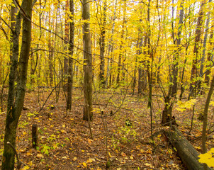 Trees in the forest in autumn.