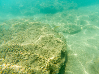 Obraz premium Seabed in shells on the rocks.