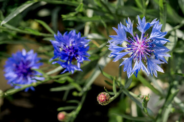 Cornflower (Centaurea cyanus) in garden