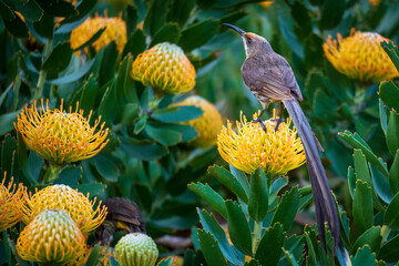 Cape sugarbird (Promerops cafer) on a  Pincushion protea floweer. Hermanus, Whale Coast, Overberg, Western Cape, South Africa. - obrazy, fototapety, plakaty