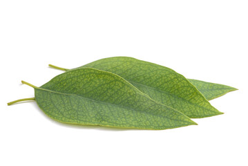 Eucalyptus leaves