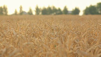 Ripe wheat field growing and giving good harvest for farmers and agricultural companies. Stems of wheat sway in light wind against evening sky