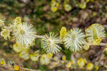 Goat Willow (Salix caprea) in the wild