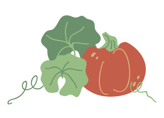 Thanksgiving pumpkin harvest. Botanical illustration of a pumpkin in a flat cartoon style. Large round orange pumpkin in leaves with mustache swirls. Diet vegetarian vegetable for a healthy diet.
