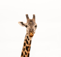 A Giraffe pointing to the right direction with its ear. 