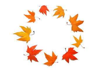 multicolored, red, yellow, orange autumn maple leaves on a white background, isolate