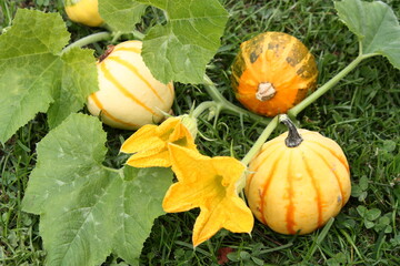 Aufnahme von Zierk&uuml;rbis mit gelben Bl&uuml;ten auf der Wiese