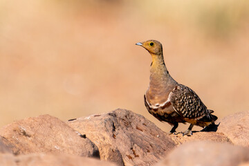 Namaqua sandgrouse (Pterocles namaqua) at a waterhole, Namib desert, Namibia,  South Africa