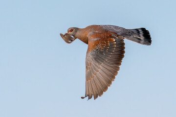 Speckled pigeon (Columba guinea) in flight, Namib desert, Namibia,  South Africa
