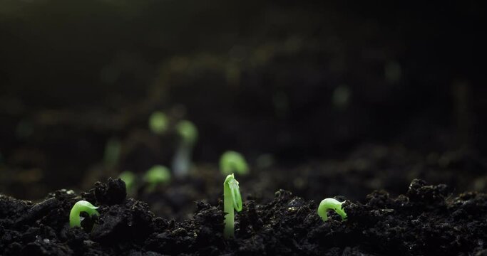 Timelapse of the germination of sprouts from the ground and the birth of a new life in nature. The concept of environmental protection and ecology. High quality 4k footage
