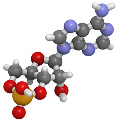 Cyclic adenosine monophosphate (cAMP) second messenger molecule. Plays role in intracellular signal transduction.