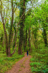 A girl walks along a path in a green jungle among tall trees entwined with lianas
