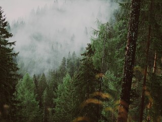 Beautiful shot of pine trees in a forest in misty weather