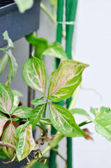 Tricolor Nephthytis,Syngonium podophyllum or ARACEAE or Syngonium  or pink leaf