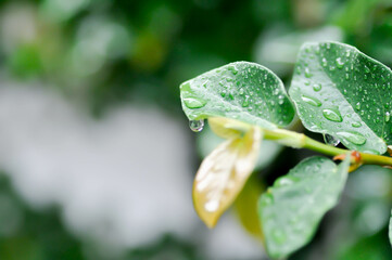 ficus pumila or climbing fig or MORACEAE and dew drop