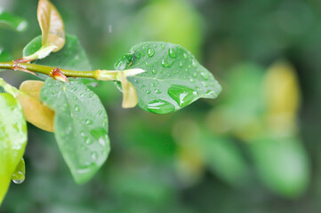 ficus pumila or climbing fig or MORACEAE and dew drop