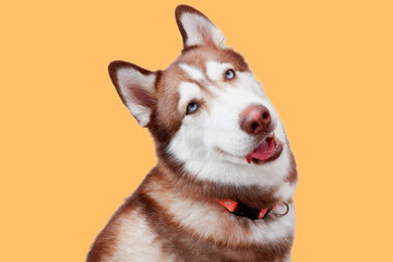 siberian husky dog ​​on yellow background © krongthip