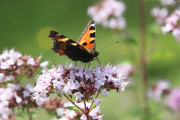 Obraz na płótnie Canvas Schmetterling auf Blume