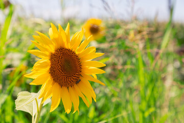 А young inflorescence of a sunflower facing towards the sun's rays. Green grass and other sunflowers are out of focus in the background