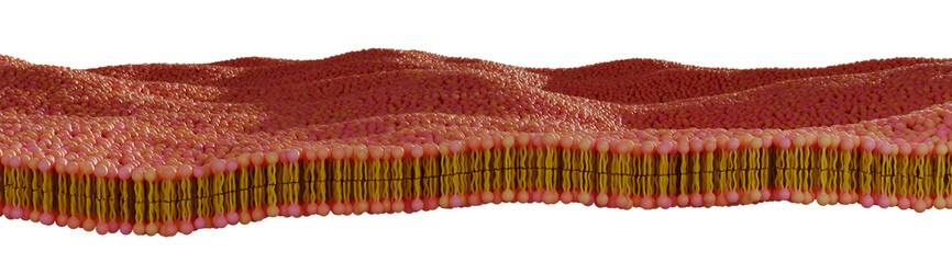 illustration of Phospholipid bilayer membrane 3d render