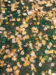 A pattern of yellow and beige leaves on a background of green grass. Fallen leaves on the ground. It has come very soon. Top view