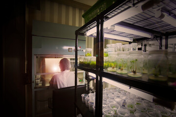 Tissue culture or plant culture - obrazy, fototapety, plakaty