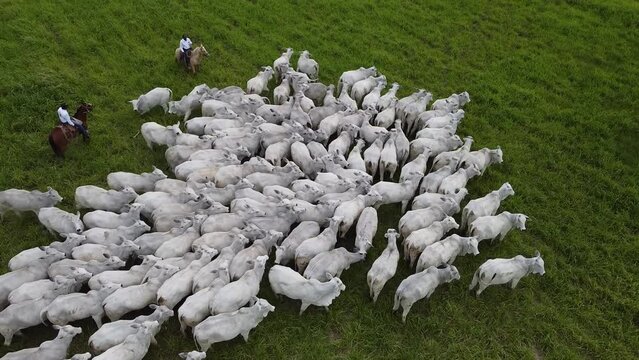 Cowboys on horseback with white cows in Santa Cruz - Bolivia