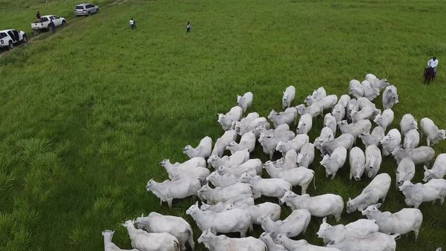 Cowboys on horseback with white cows in Santa Cruz - Bolivia