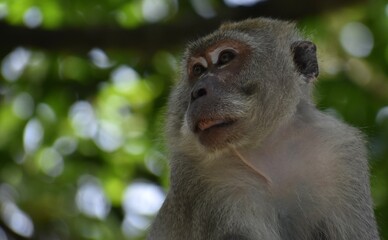 Close up of a macaque monkey looking at something in the jungle