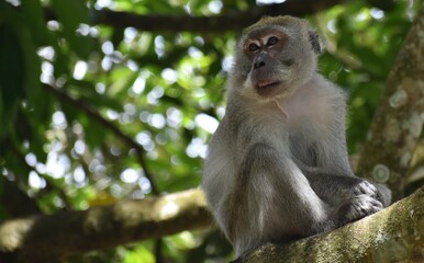 Naklejka na ściany i meble Macaque monkey resting in a tree in the jungle