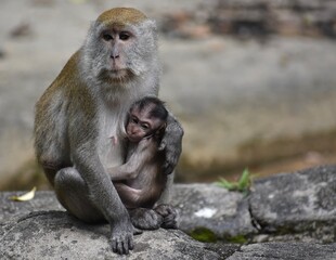 Mother macaque monkey caring for her baby