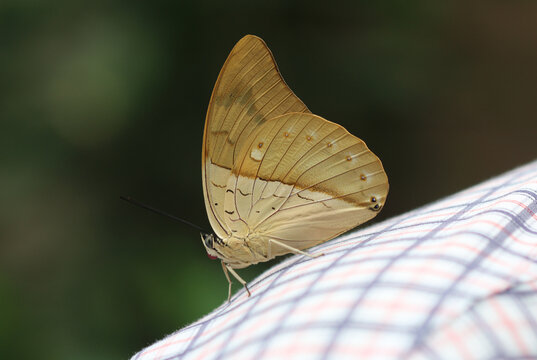 Wei&szlig;fleckiger Prepona - White-spotted Prepona