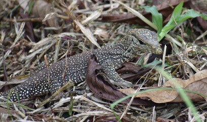 Young monitor lizard hunting in leaves in a park