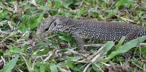Fototapeta na wymiar Close up of a young monitor lizard hunting in a Malaysian park