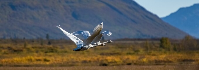 Two trumpeter swans flying in Yukon