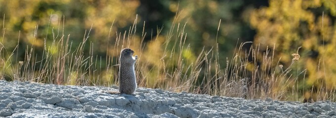 Arctic ground squirrel, a cute rodent in Yukon 