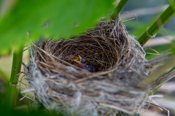 Close-up view of a newly hatched chick in the nest