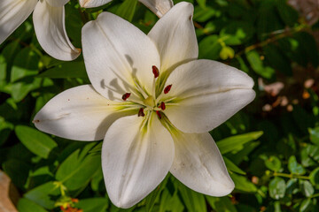 Large white flower with 6 large petals close up. In the center of the flower there are 5 red shoots