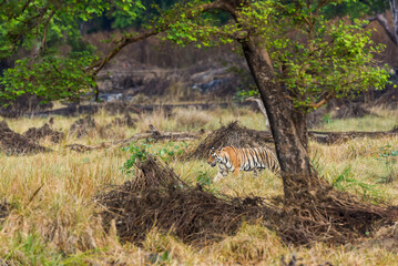 wild bengal female tiger or panthera tigris tigris on prowl in morning for territory marking in natural scenic background at kanha national park forest or tiger reserve madhya pradesh india asia