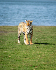 wild bengal female tiger or panthera tigris tigris at natural scenic rajbagh lake ranthambore national park or tiger reserve sawai madhopur rajasthan india asia