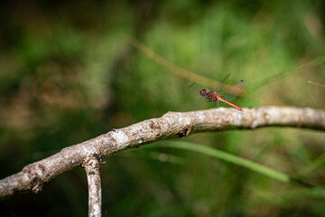 red dragonfly on a branch